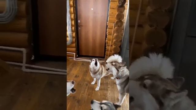 ХАСКИ СТАЯ увидели  меня😊👍