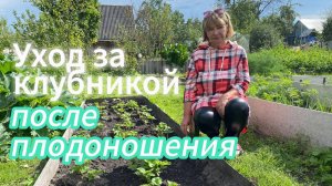 УХОД и ПОДКОРМКИ КЛУБНИКИ после сбора урожая
