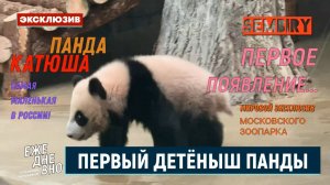 ПАНДА КАТЮША: ПЕРВОЕ ПОЯВЛЕНИЕ. МИРОВОЙ ЭКСКЛЮЗИВ. ЕЖЕДНЕВНО. Выпуск от 06.07.2025