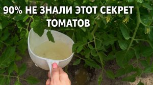 💧Полей этим — и Огурцы, Томаты и Перцы пойдут в рост! Урожай обеспечен!
