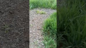 моё первое видио