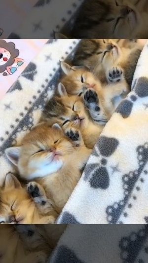 Всем котяткам спатки