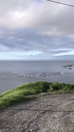 Так выглядит атака стаи северных олушей на косяк сельди