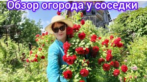 Красота на огороде  у соседки 🤩😍😁😃