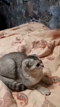 На часах ноль ноль  Шелли