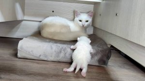 Мама-кошка и новорожденный котенок. Интересные моменты 2