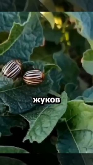 Попробуйте это доступное средство - оно надежно защитит картофель от колорадского жука и сбережет...