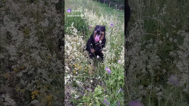 Прогулка #босерон_питбуль #МэниГуля #собаки #природа #прогулка