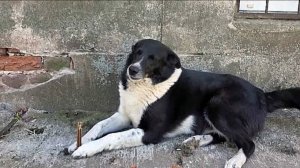 Любимицу двора застрелили на глазах у детей: отловщики жестоко убили собаку