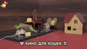 Видео для кошек про крысок развлекать питомцев 🐭🐀😂 (192)