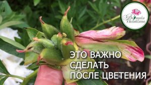 Уход за растениями, которые уже отцвели