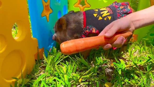 Лайк Настя приключения на ферме