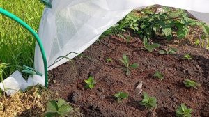 Выходной день. Желе из малины и снова дождь.