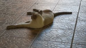 Кот лежит, жарко. сиамский ориентал Даллас