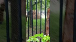 В Новосибирском зоопарке имени Шило. Съёмка под дождём.