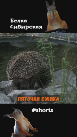 Ежик показал пяточки
