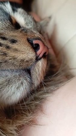 ПЕРЬРЫВ#КОТИКИ#cat#ARCHI#