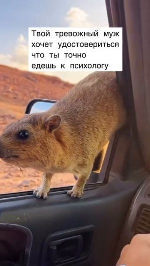 ТВОЙ МНИТЕЛЬНЫЙ МУЖ 😆