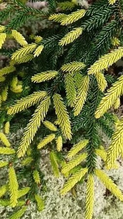 Ель восточная Саммерголд ( Picea orientalis Sammergold ).