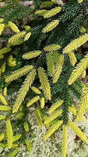 Ель восточная Саммерголд ( Picea orientalis Sammergold ).