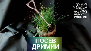 Семена малютки-дримии. Инструкция по посеву при помощи лопаты