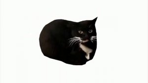 кот масквелл