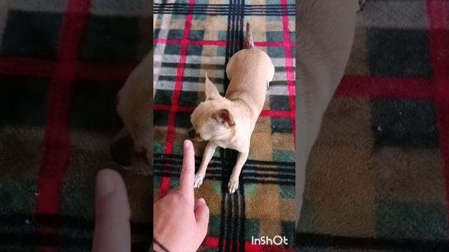 Игры чихуахуа