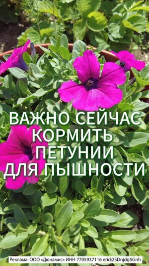 ПОДКОРМКА ЦВЕТУЩИХ ПЕТУНИЙ  ПО ЛИСТУ ДЛЯ ПЫШНОСТИ И РОСТА