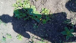 начало огуречного урожая🥒🥒🥒🥒