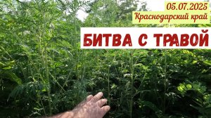 Битва с травой: начало(05.07.2025)