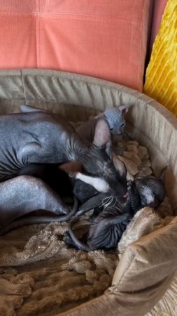 Котятам сфинкса Читы уже три недели  #sfinks #cat #kitten #донскойсфинкс #sphynx #котята