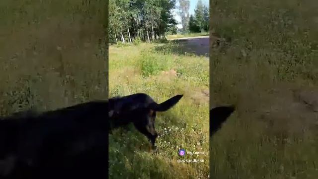 На прогулке #босерон_питбуль #собаки #МэниГуля #прогулка