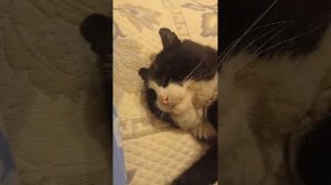 Кот Стёпка. Прямой Эфир