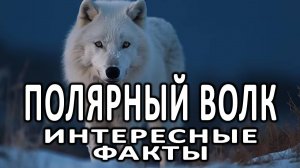 Арктический (полярный) волк: Король льдов и снегов | Невероятные факты