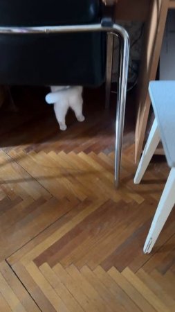 Милка и пылесос