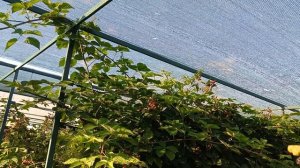 Ежевика Натчез, высший пилотаж. 06.07.25 г.