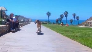 Скейтер от Бога🛹😎