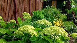 5 июля. Деревня. Красота в простоте 🌸🌿
