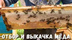 Пчеловодство: Выкачка мёда и отбор качественного продукта!