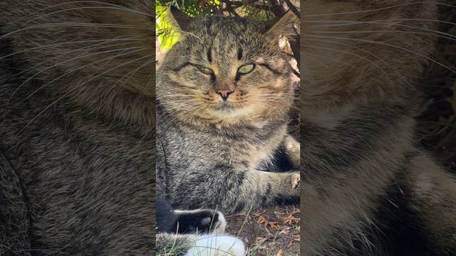 Медитация от лесного кота