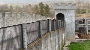 Парк львов "Прайд" в республике Абхазия