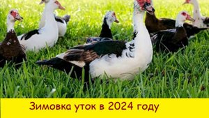 Зимовка индоуток 2024 году