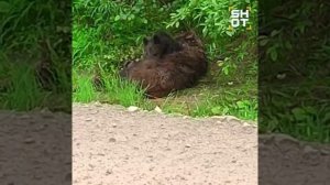 Осиротевший медвежонок безутешно оплакивал мать на трассе в Иркутской области