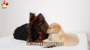 Золотистый ретривер и его друзья милые питомцы 🐕 выпуск (163)