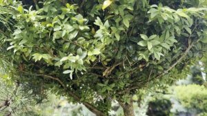 Самшит SIMPERVIRENS ARBORESCENS, CLT 230