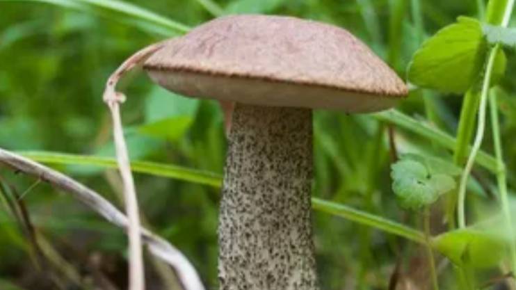 ЯГОДЫ. ГРИБЫ