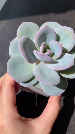 Echeveria Cream Tea