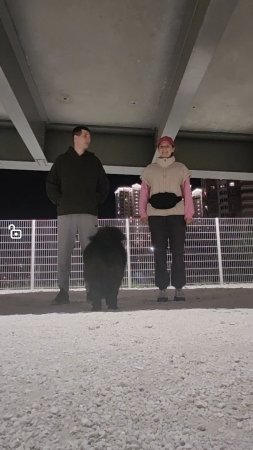 Самый милый тренд собачников 🐾