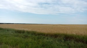 На дороге спасаем ёжика.