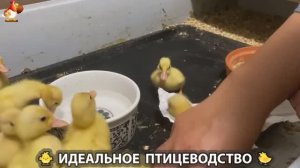 Идеальное птицеводство достойно восхищения 🐓🦆🦢🦚🦃🐔 эпизод (270)